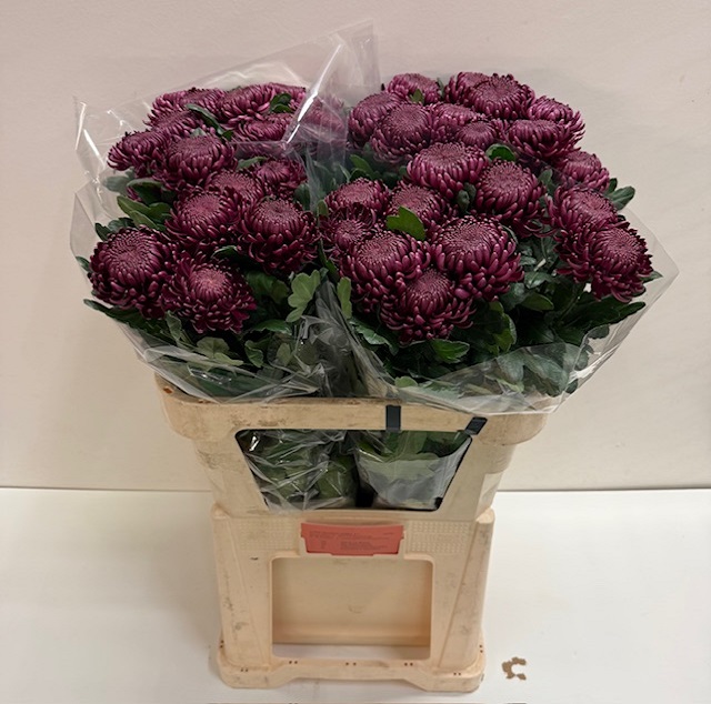 Chrys bl bigoudi purple.jpg